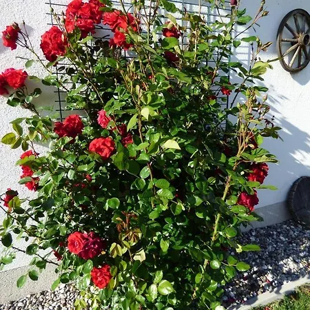 Ferienhaus Erholung Pur - Mecklenburgische Seenplatte - Zwischen Müritz Und Ostsee *